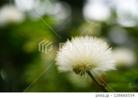 ホワイトパウダーパフの花 ホワイトパウダーパフの花 126668554