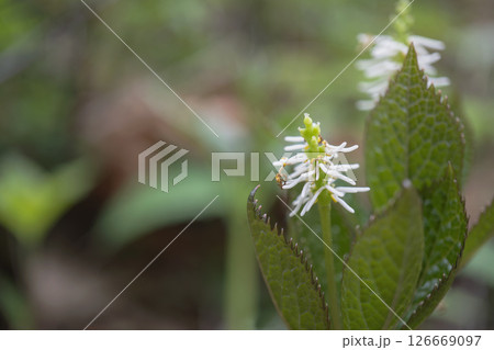 ヒトリシズカの仕組みが見える白い花穂のアップ【野草・センリョウ科】長野県・5月 126669097