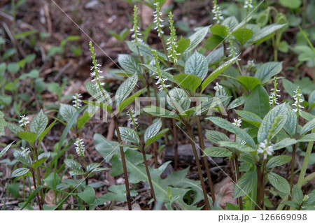 伸び始めたヒトリシズカの群落【野草・センリョウ科】長野県・5月 126669098