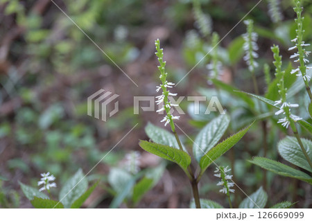 伸び始めたヒトリシズカのクローズアップ【野草・センリョウ科】長野県・5月 126669099