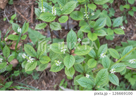 上から見たヒトリシズカの群落【野草・センリョウ科】長野県・5月 126669100