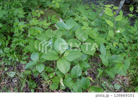 結実したヒトリシズカを群落【野草・センリョウ科】長野県・6月 結実したヒトリシズカを群落【野草・センリョウ科】長野県・6月 126669101