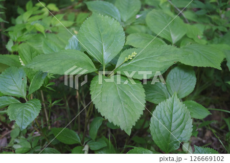 結実したヒトリシズカのアップ【野草・センリョウ科】長野県・6月 結実したヒトリシズカのアップ【野草・センリョウ科】長野県・6月 126669102