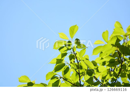 春の芽吹き 新緑 春の芽吹き 新緑 126669116