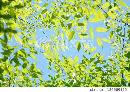 春の芽吹き　新緑 126669126