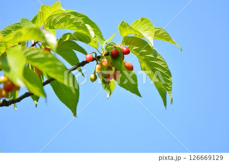 新緑（桜の果実） 126669129