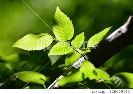 春の芽吹き　新緑 126669149