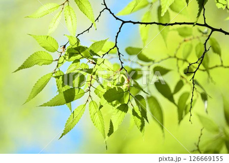 春の芽吹き 新緑 春の芽吹き 新緑 126669155