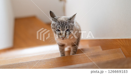 階段を上る猫 シャムトラ猫 階段を上る猫 シャムトラ猫 126669183
