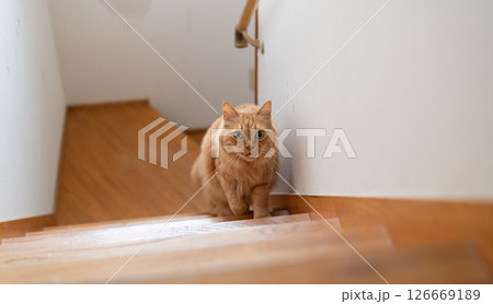 階段を上る猫 茶トラ猫 階段を上る猫 茶トラ猫 126669189