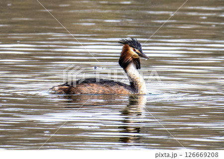 Great Crested Grebe, Podiceps cristatus with beautiful orange colors, a water bird with red eyes. Great Crested Grebe, Podiceps cristatus with beautiful orange colors, a water bird with red eyes. 126669208