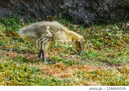 Beautiful yellow fluffy greylag goose baby gosling in spring, Anser anser 126669209
