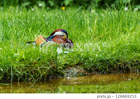 The mandarin duck, Aix galericulata at a lake in Munich, Germany The mandarin duck, Aix galericulata at a lake in Munich, Germany 126669253