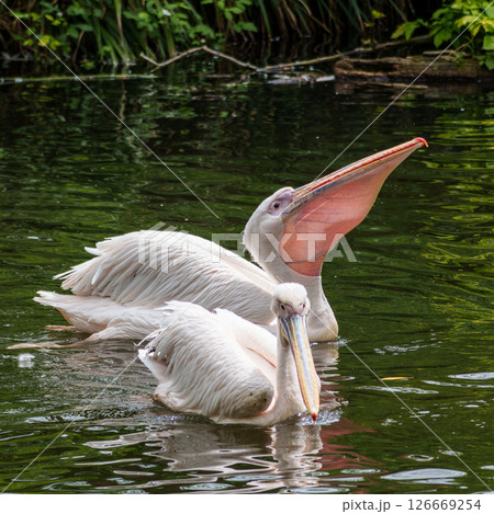 White Pelican, Pelecanus onocrotalus also known as the Eastern White Pelican White Pelican, Pelecanus onocrotalus also known as the Eastern White Pelican 126669254