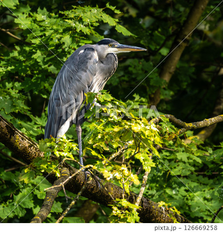 Grey heron, Ardea cinerea, sitting on a branch in a tree and looking around 126669258