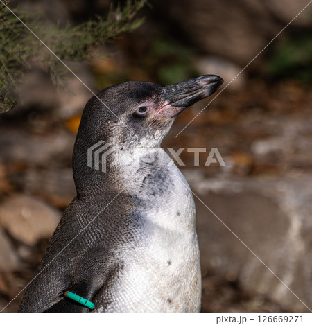 Humboldt Penguin, Spheniscus humboldti in a park 126669271