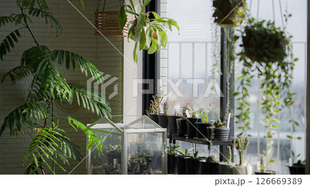観葉植物のある出窓雑感 126669389