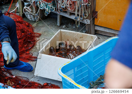 伊勢海老刺し網漁の漁網から伊勢海老を取り外す漁師たち。 ヒリゾ浜中木南伊豆町伊豆半島静岡県2024 126669454