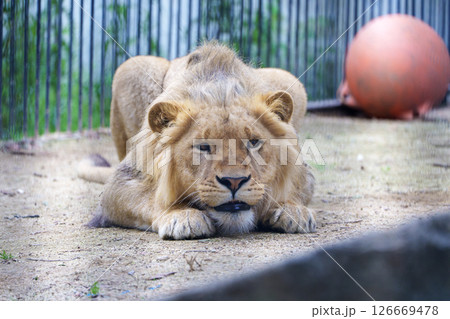 獲物を狙うライオン 126669478