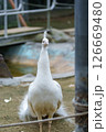 白いクジャク 126669480
