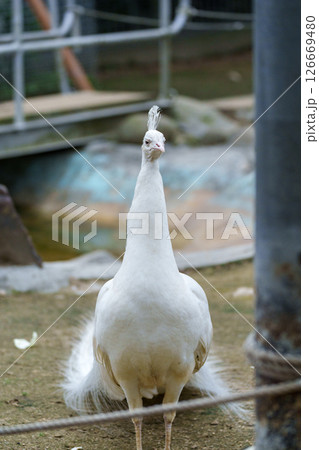 白いクジャク 白いクジャク 126669480