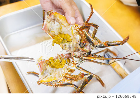 漁師さんに獲れたてのイセエビを捌いて刺身にしてもらう。 ヒリゾ浜中木南伊豆町伊豆半島静岡県2024 漁師さんに獲れたてのイセエビを捌いて刺身にしてもらう。 ヒリゾ浜中木南伊豆町伊豆半島静岡県2024 126669549