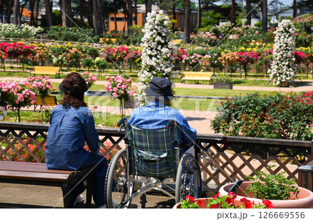 バラ園でのシニア夫婦 バラ園でのシニア夫婦 126669556