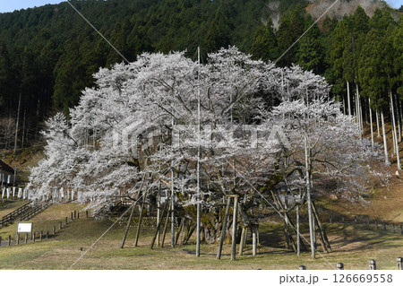 岐阜県本巣市根尾の淡墨桜 126669558