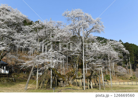 岐阜県本巣市根尾の淡墨桜 126669560