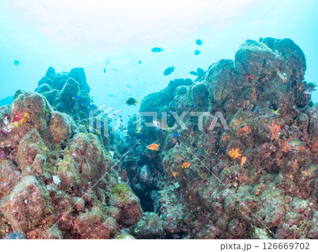 ドロップオフのキンギョハナダイ、キホシスズメダイ、ソラスズメダイ他の群れ 賀茂郡南伊豆町中木ヒリゾ浜 ドロップオフのキンギョハナダイ、キホシスズメダイ、ソラスズメダイ他の群れ 賀茂郡南伊豆町中木ヒリゾ浜 126669702
