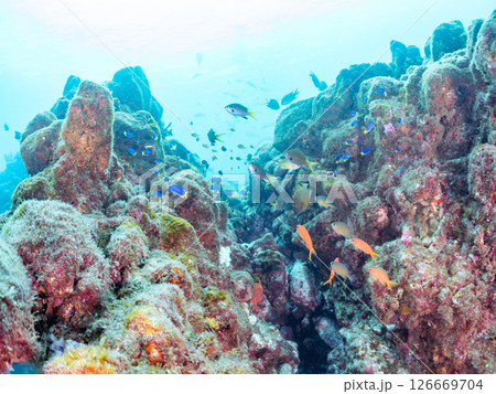 ドロップオフのキンギョハナダイ、キホシスズメダイ、ソラスズメダイ他の群れ 賀茂郡南伊豆町中木ヒリゾ浜 126669704