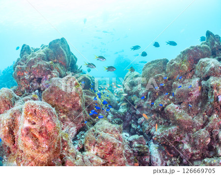 ドロップオフのキンギョハナダイ、キホシスズメダイ、ソラスズメダイ他の群れ 賀茂郡南伊豆町中木ヒリゾ浜 ドロップオフのキンギョハナダイ、キホシスズメダイ、ソラスズメダイ他の群れ 賀茂郡南伊豆町中木ヒリゾ浜 126669705