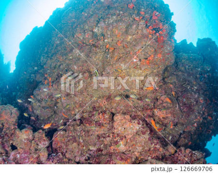 ドロップオフのキンギョハナダイ、キホシスズメダイ、ソラスズメダイ他の群れ 賀茂郡南伊豆町中木ヒリゾ浜 ドロップオフのキンギョハナダイ、キホシスズメダイ、ソラスズメダイ他の群れ 賀茂郡南伊豆町中木ヒリゾ浜 126669706