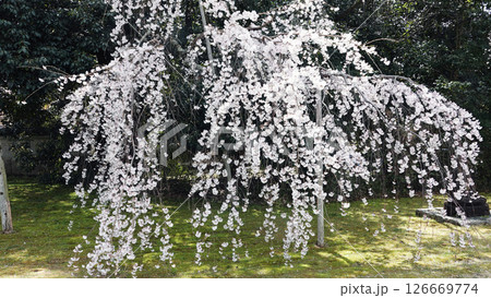 醍醐寺 醍醐寺 126669774