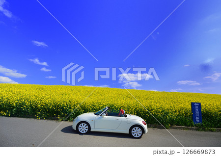 菜の花畑の道を車でドライブするイメージ 126669873