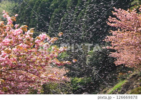桜吹雪 桜吹雪 126669878