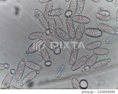 カビ胞子の発芽状況 126669886