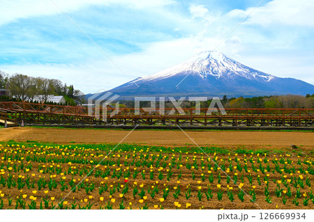 山中湖 花の都公園の景色 山中湖 花の都公園の景色 126669934
