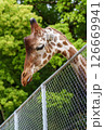 餌を食べるキリン 126669941