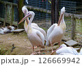 ペリカンの群れ 126669942