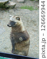 立ち上がるタヌキ 126669944