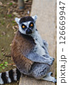 見つめるワオキツネザル 126669947