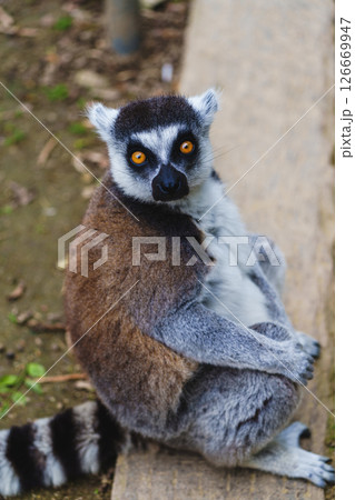 見つめるワオキツネザル 126669947
