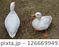 2羽のアヒル 126669949