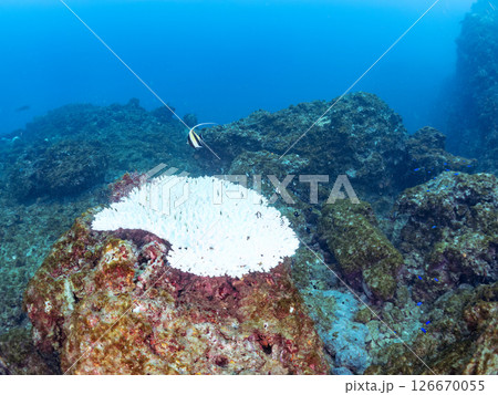 テーブルサンゴのフタスジリュウキュウスズメダイ幼魚他の群れヒリゾ浜中木南伊豆町伊豆半島静岡県2024 テーブルサンゴのフタスジリュウキュウスズメダイ幼魚他の群れヒリゾ浜中木南伊豆町伊豆半島静岡県2024 126670055