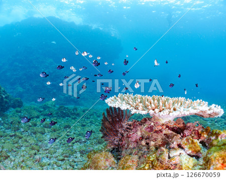 テーブルサンゴのフタスジリュウキュウスズメダイ幼魚他の群れヒリゾ浜中木南伊豆町伊豆半島静岡県2024 126670059