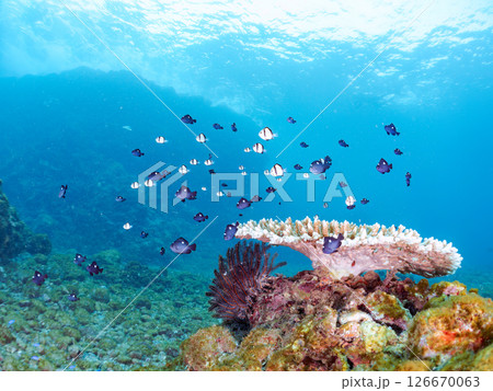 テーブルサンゴのフタスジリュウキュウスズメダイ幼魚他の群れヒリゾ浜中木南伊豆町伊豆半島静岡県2024 126670063