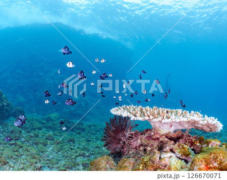 テーブルサンゴのフタスジリュウキュウスズメダイ幼魚他の群れヒリゾ浜中木南伊豆町伊豆半島静岡県2024 126670071