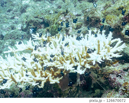 テーブルサンゴのフタスジリュウキュウスズメダイ幼魚他の群れヒリゾ浜中木南伊豆町伊豆半島静岡県2024 テーブルサンゴのフタスジリュウキュウスズメダイ幼魚他の群れヒリゾ浜中木南伊豆町伊豆半島静岡県2024 126670072