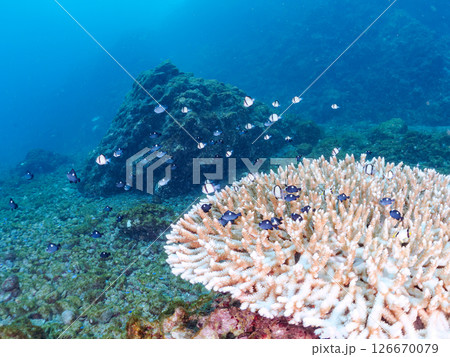 テーブルサンゴのフタスジリュウキュウスズメダイ幼魚他の群れヒリゾ浜中木南伊豆町伊豆半島静岡県2024 126670079